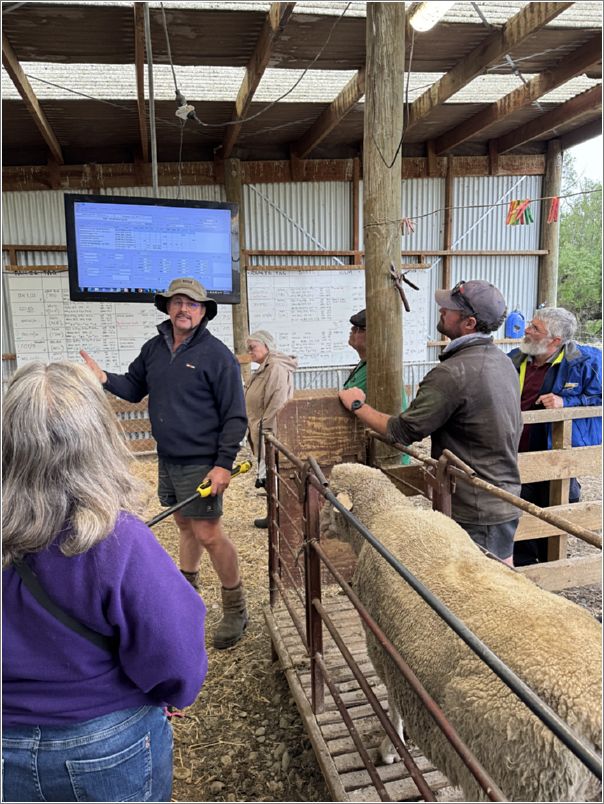 Andrew Paterson, of Matakanui Station, shows us his group of stud rams and how he can pull up their ASBVs data. Photo: Laurel Stone.